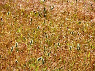 natuurrondleiding door een IVN-Natuurgids: grasveld