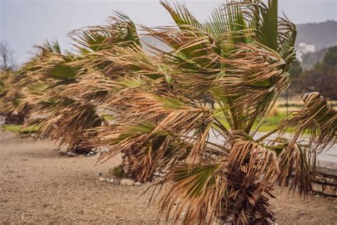 Tropical Storm Heavy Rain And High Winds In Tropical Climates Palm