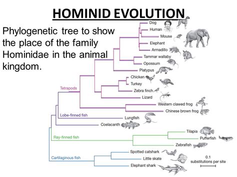 Phylogenetic Tree Of Hominids