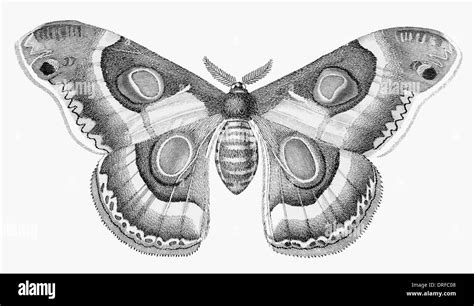 Large Emperor Moth Hi Res Stock Photography And Images Alamy