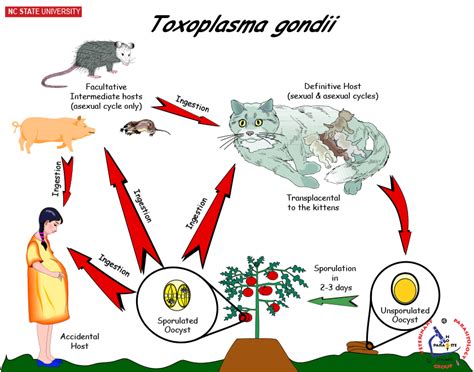 NCSU Veterinary Parasitology