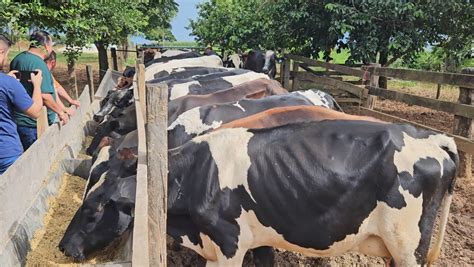 Di Rio Do Nort O Nascem Primeiras Bezerras Oriundas De Projeto De