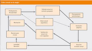 BLOG DE FISIOLOGÍA MEDICA UAS BRIANDA LÓPEZ 4 7 ACTO SEXUAL FEMENINO