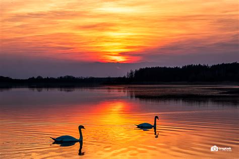 Sunset with Swans by GregKmk on DeviantArt