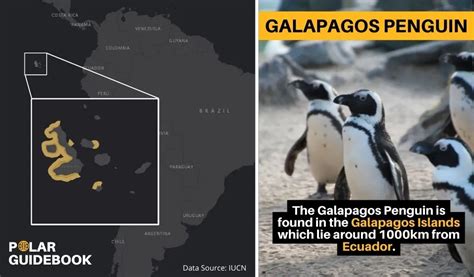 16 Eye Opening Facts About Galapagos Penguins Polar Guidebook