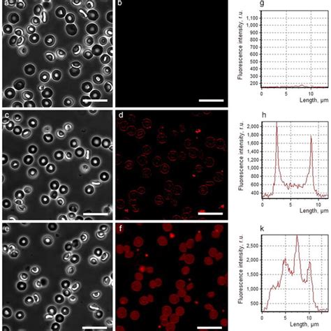 Confocal Laser Scanning Microscopy Images And The Corresponding