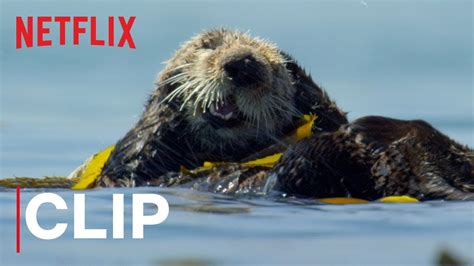 Our Planet Otters Clip Netflix Clip Art Library