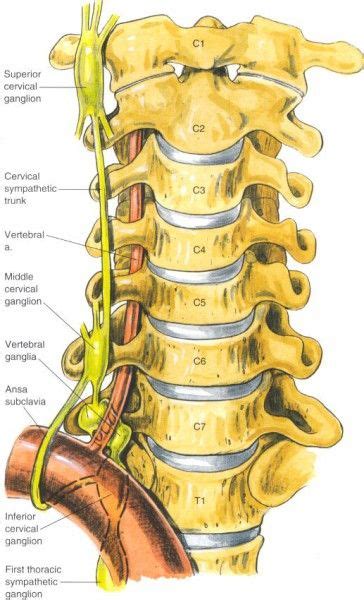 an image of a diagram of the back of a human neck and thoraches