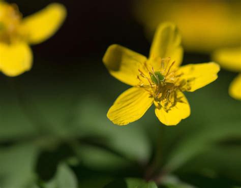 Zawilec żółty Anemone ranunculoides uprawa i wszystko co musisz