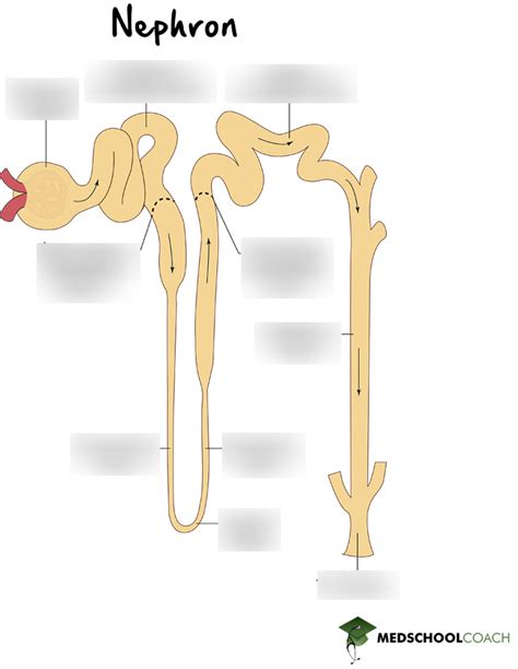 Nephron Diagram Quizlet