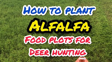 How To Plant Alfalfa Food Plots For Whitetail Deer Hunting Deer Hunting Foodplots Plots