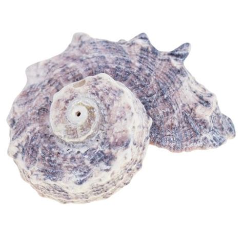 Floristik Fr Coquilles D Escargots D Co Escargots De Mer Violet Blanc