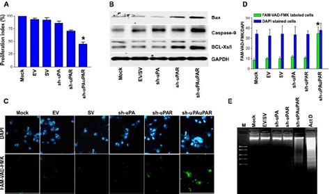 Rnai Knockdown Of Upa And Upar Expression Inhibits Cell Proliferation