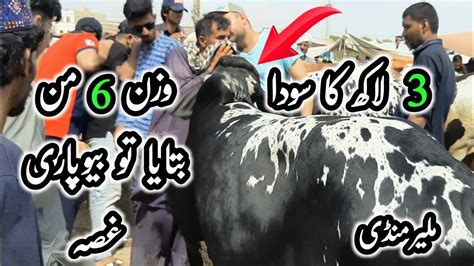 Malir Mandi Karachi Rates On 23 May Bakra Eid 2023 InfoTainment