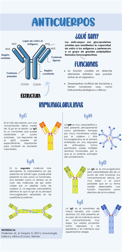 Infografia Anticuerpos Los anticuerpos son glucoproteínas solubles