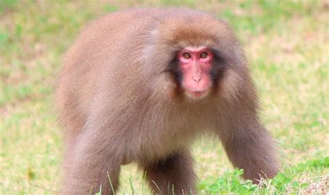 Macaco JaponÉs Características Qué Come Dónde Vive