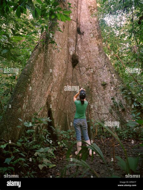 Kapok Tree Amazon Hi Res Stock Photography And Images Alamy