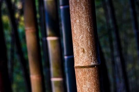 Bamboo Vs Sugarcane Differences Similarities And Growing Guide 2023