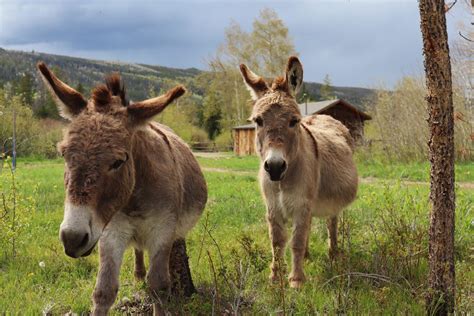 Meet the Rawah Ranch Animals - Rawah Ranch | Luxury Ranch Colorado - Guest Ranch Colorado