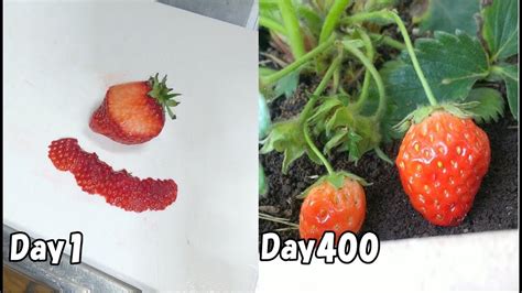 食べたイチゴの種を取って植えたら、400日後にイチゴが出来たイチゴの育て方 How To Grow Strawberries