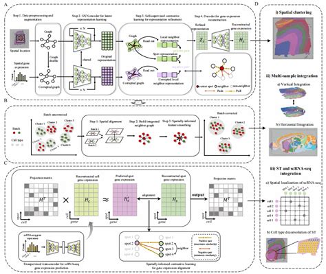 Stereos Seq Stereo Seq Stomics