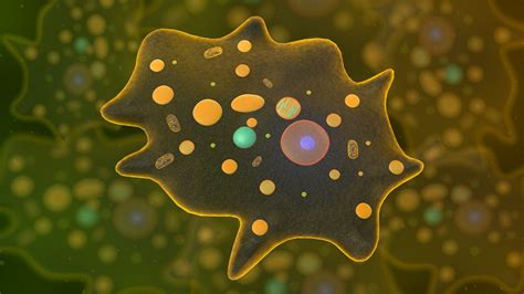 3D Amoeba Unicellular Organism TurboSquid 2185921