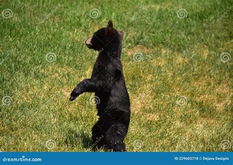 Baby Black Bear Standing On Back Legs Stock Photo Image Of Adorable