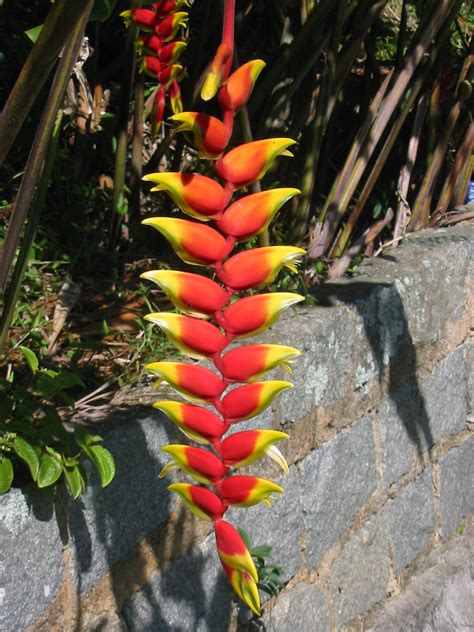 Características e cultivo da Helicônia Heliconia rostrata