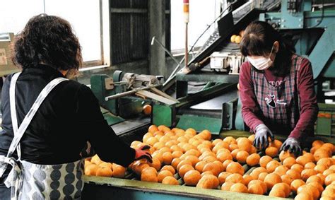 甘くさわやかなミカン「南津海」 美浜で出荷始まる：中日新聞web