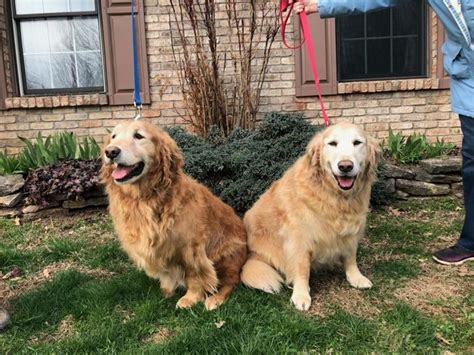 √√ Golden Retriever Adoption Oklahoma USA - Buy Puppy In Your Area