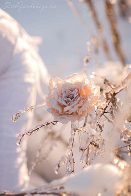 Blissfulinallthings Via Winter Wonderland Winter Szenen Winter Rose