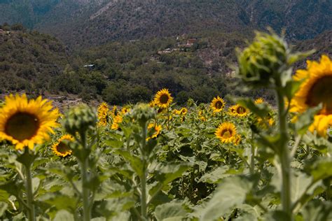 Campo De Girasoles El Secreto Mejor Guardado De Laguna De S Nchez