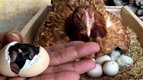 Baby Chickens Hatching Video