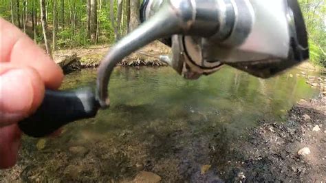 A Nice Rainbow Trout On Garlic Powerbait At Orndorffs Rainbow Trout