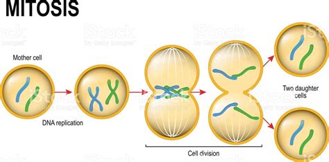 Mitosis Diagram | Quizlet