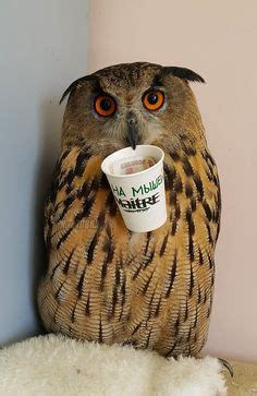 yoll the eagle owl | Owl, Hoot owl, Beautiful birds