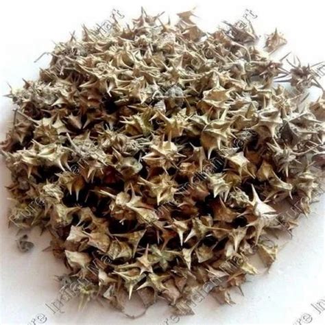 Tribulus Terrestris Extract Packaging Type PP Polybags HDPE Drums At