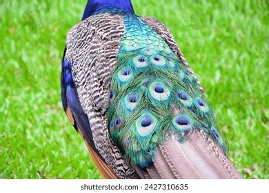 peacock  view   royalty  licensable stock