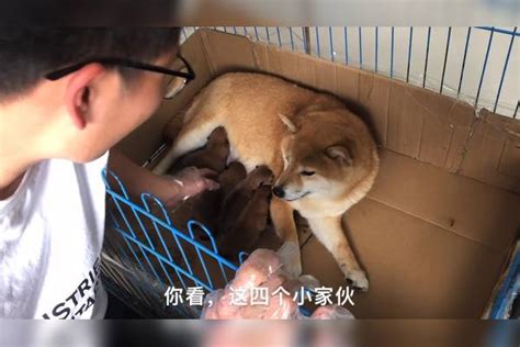 刚出生2天的小柴犬，瞧瞧这品相如何？狗妈笑的合不拢嘴！太萌了狗妈柴犬