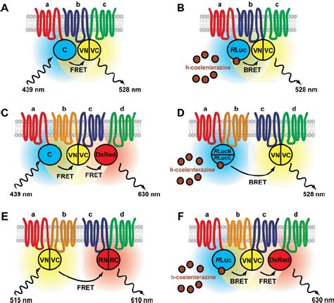 Combination Of Pca And Ret Techniques Trimeric Protein Complexes A Download Scientific