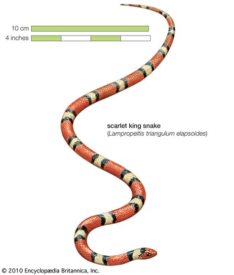 scarlet king snake | snake | Britannica