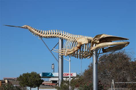 Inauguran primera exposición de esqueleto de ballena jorobada en