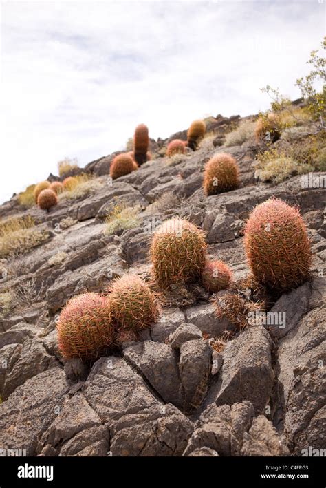 Officials Pure Napkin Cactus In Habitat Make Crab High Exposure