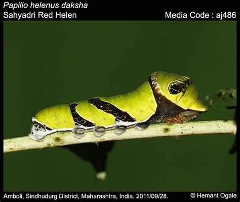 Papilio Helenus Butterfly