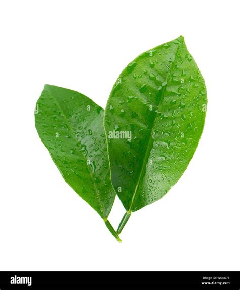 Lemon Leaves With Drops Isolated On White Background Branch Of Citrus