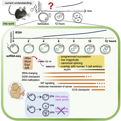 A Program Of Successive Gene Expression In Mouse One Cell Embryos Cell