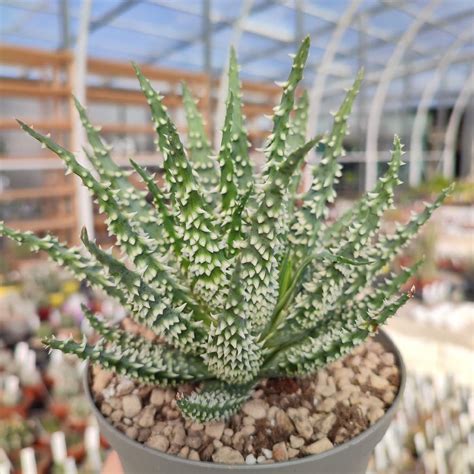 Aloe Humilis X Erinacea Giromagi Cactus And Succulents