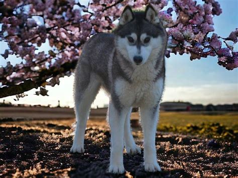 Une chienne Husky Sibérien LOF de 2 ans couleur sable à vendre Petite