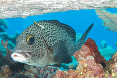 10 of the Most Beautiful Fish in the Great Barrier Reef