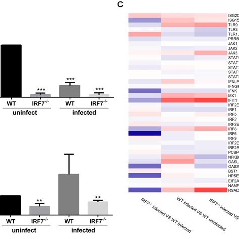 Expression Of Irf And Ifn Related Genes A The Relative Expression